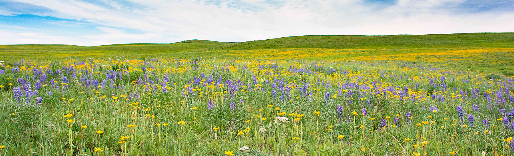 Member Organizations