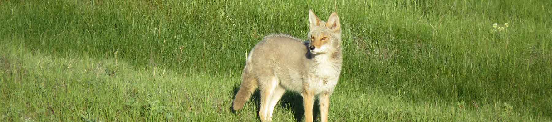 Status of Biodiversity