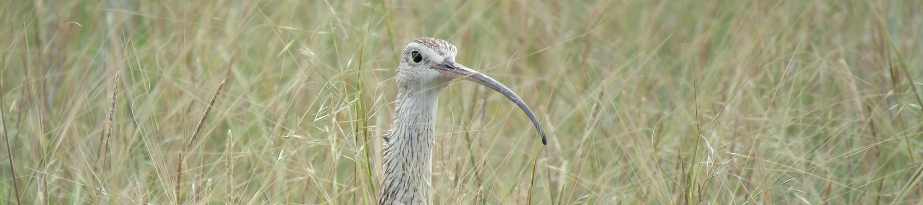 2024 Alberta Range Stewardship Course