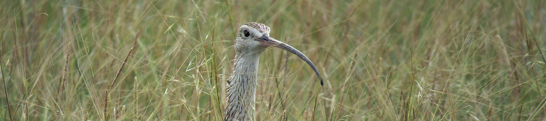 Isolated Native Prairie Habitats