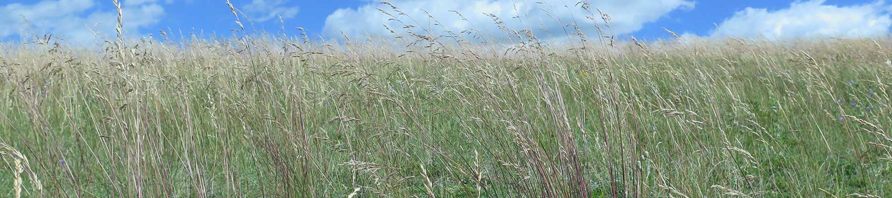 Prairie Inventory Overview