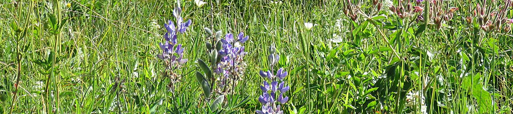 State Of The Prairie
