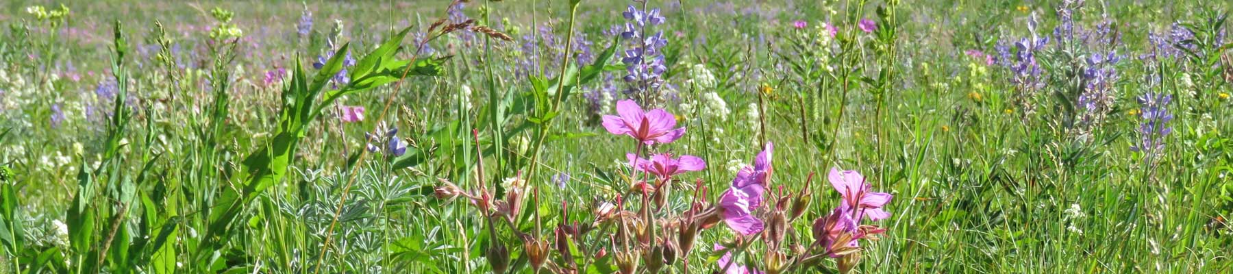 Prairie Conservation Action Plan