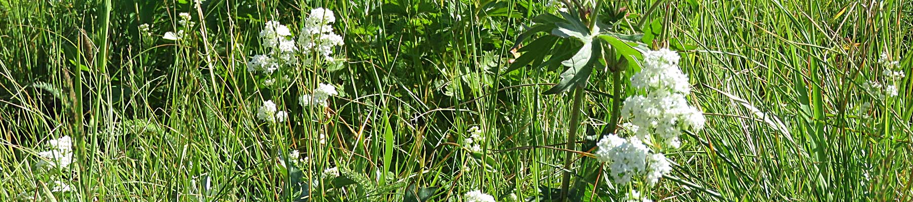 Grassland Vegetation Inventory (GVI)