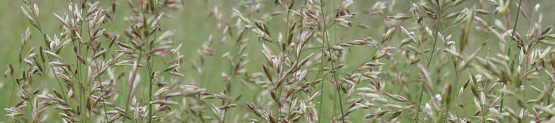 Grassland & Parkland Natural Regions
